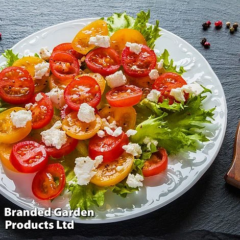 Tomato 'Dora Orange' 4 Tomato 'Dora Orange' - Image 4