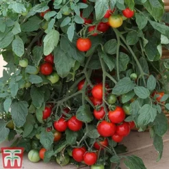 Tomato Trio Collection -Plants Sales Store TOMO TKA1136 C211