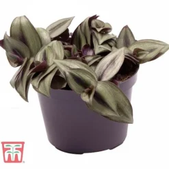 Tradescantia Zebrina -Plants Sales Store TRAD TKA2955 B