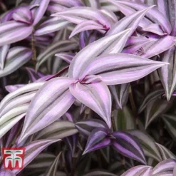 Tradescantia Zebrina -Plants Sales Store TRAD TKA2955 E
