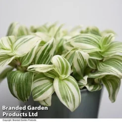 Tradescantia 'Brightness' -Plants Sales Store TRAD BRIGHTNES T49392