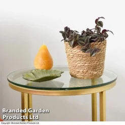 Tradescantia Purple Passion -Plants Sales Store TRAD PURPPASSI T39010