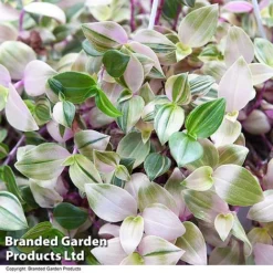 Tradescantia Albilfora 'Tricolor Rosa' -Plants Sales Store TRAD TRICOLOR T44793