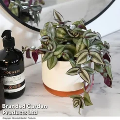 Tradescantia Zebrina