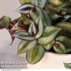 Tradescantia Zebrina -Plants Sales Store TRAD ZEBRI12CM T48396
