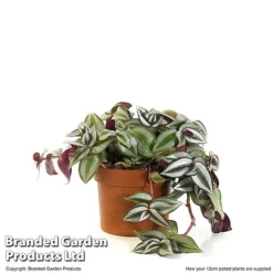 Tradescantia Zebrina -Plants Sales Store TRAD ZEBRI12CM T48398
