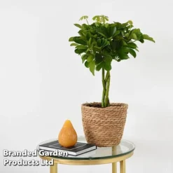 Umbrella Plant With Braided Stem