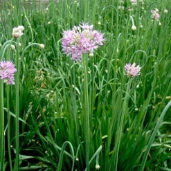 Allium 'Quattro' -Plants Sales Store VEALL35201