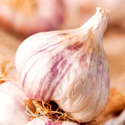 Bumper Autumn Planting Onion/Garlic/Shallot Collection -Plants Sales Store VEGAR315961
