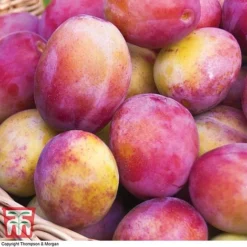 Premium Patio Standard Collection -Plants Sales Store Victoria