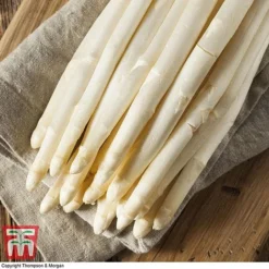 Asparagus Collection (Spring Planting) -Plants Sales Store Vittorio Asparagus2