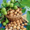 Walnut 'Lara'&reg;