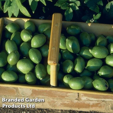 Walnut (Juglans) 'Broadview' 1 Walnut (Juglans) 'Broadview'