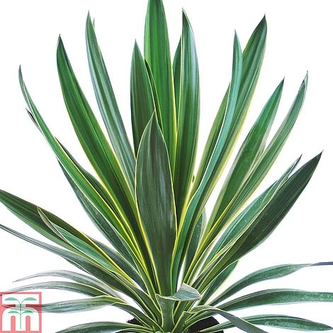 Yucca Gloriosa 'Variegata' 1 Yucca Gloriosa 'Variegata'