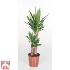 Yucca Elephantipes -Plants Sales Store YUCC TKA2956 B