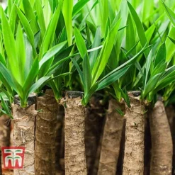 Yucca Elephantipes -Plants Sales Store YUCC TKA2956 D