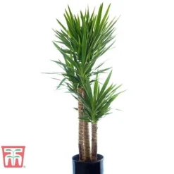 Yucca Elephantipes -Plants Sales Store YUCC TKA2956 E
