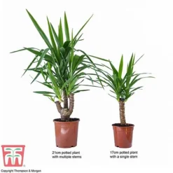Yucca Elephantipes -Plants Sales Store YUCC TKA2956 F1