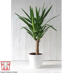 Yucca Elephantipes -Plants Sales Store YUCC TKA2956 F2