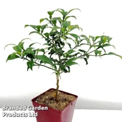 Yuzu Citrus Plant 12 Yuzu Citrus Plant -Plants Sales Store YUZU KC5366 B1