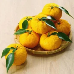 Yuzu Citrus Plant 11 Yuzu Citrus Plant -Plants Sales Store YUZU KC5366 NOW1