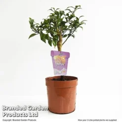 Yuzu Citrus Plant 13 Yuzu Citrus Plant -Plants Sales Store YUZU CITRUSP3L T48740