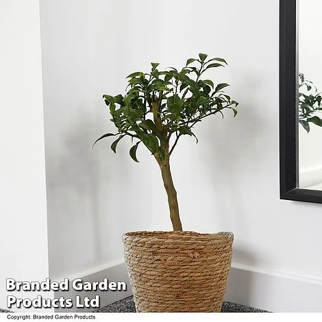 Yuzu Citrus Plant 2 Yuzu Citrus Plant - Image 2