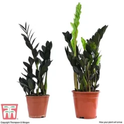 Zamioculcas Zamiifolia Raven -Plants Sales Store ZAM KB3238 B
