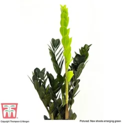 Zamioculcas Zamiifolia Raven -Plants Sales Store ZAMI KB3238 C