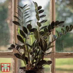 Zamioculcas Zamiifolia Raven -Plants Sales Store Zinnia4
