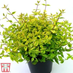 Abelia X Grandiflora 'Kaleidoscope' -Plants Sales Store abelia