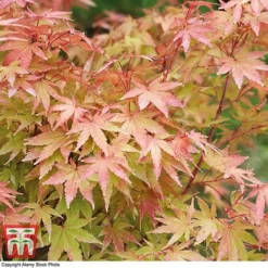 Acer Palmatum 'Sango-kaku' -Plants Sales Store acer sang3