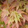 Acer Palmatum