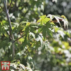 Acer Palmatum -Plants Sales Store acer51
