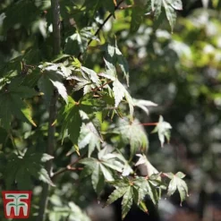 Acer Palmatum -Plants Sales Store acer6