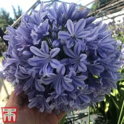 Agapanthus 'Full Moon' -Plants Sales Store aga3