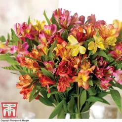 Alstroemeria 'Garden Hybrids' -Plants Sales Store alst gard hyb6