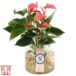 Anthurium Aqua Salmon In Sierglass -Plants Sales Store anth