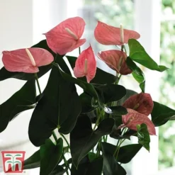 Anthurium Aqua Salmon In Sierglass -Plants Sales Store anth2