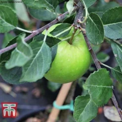 Apple Duo Patio Fruit Trees -Plants Sales Store apple duo c