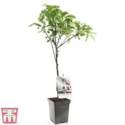 Apple Duo Patio Fruit Trees -Plants Sales Store apple2