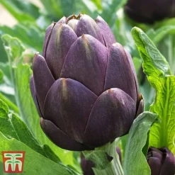 Globe Artichoke Duo -Plants Sales Store arti pur1