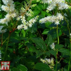 Astilbe X Arendsii 'Weisse Gloria' -Plants Sales Store asti3