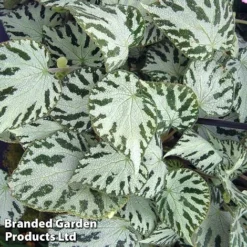 Begonia 'Silver Jewel'