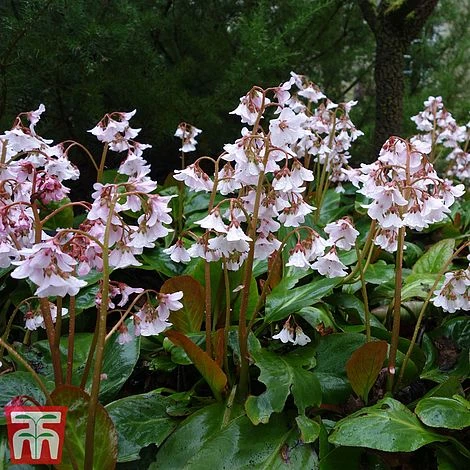 Bergenia 'Pink Ice' 2 Bergenia 'Pink Ice' - Image 2