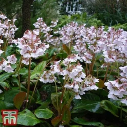 Bergenia 'Pink Ice' 6 Bergenia 'Pink Ice' -Plants Sales Store berg pink3