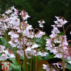 Bergenia 'Pink Ice' 7 Bergenia 'Pink Ice' -Plants Sales Store berg pink4