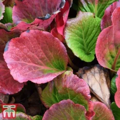 Bergenia Purpurascens -Plants Sales Store berg purp3