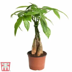 Pachira Aquatica Tree With Braided Stem -Plants Sales Store braid