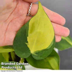 Philodendron Scandens Brasil -Plants Sales Store brasil